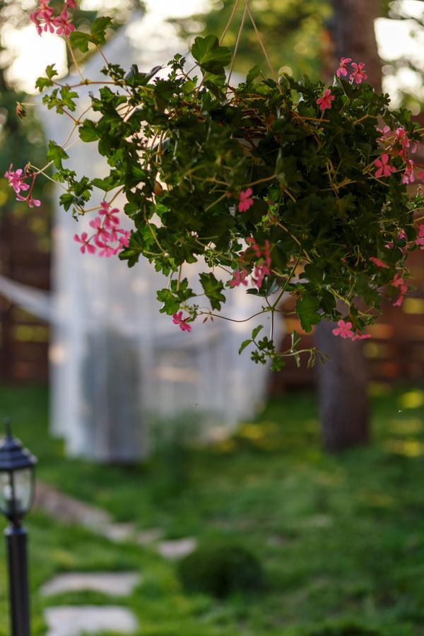 Villa Rose Belogradcic Exterior foto